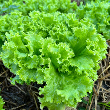 Photo de Laitue frisée verte ‘Grand Rapids’. Son feuillage vert moyen, très frisé, est à la fois tendre et croustillant, parfait pour des salades fraîches et savoureuses. La couleur caractéristique est : vert. Le visuel permet d’observer les contours, les teintes et la disposition des éléments présentés. Les détails de forme et les contrastes donnent un aperçu de l’apparence de cette plante ou de sa récolte.
