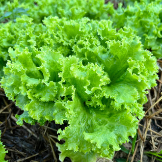 Photo de Laitue frisée verte 'Grand Rapids'. Son feuillage vert moyen, très frisé, est à la fois tendre et croustillant, parfait pour des salades fraîches et savoureuses. La couleur caractéristique est : vert. Le visuel permet d'observer les contours, les teintes et la disposition des éléments présentés. Les détails de forme et les contrastes donnent un aperçu de l'apparence de cette plante ou de sa récolte.