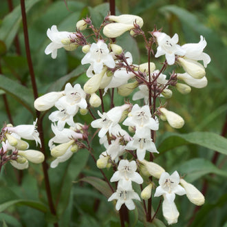 Image officielle de Grande Bergeronnette Blanche, Penstemon digitalis, associée au petit sachet de.