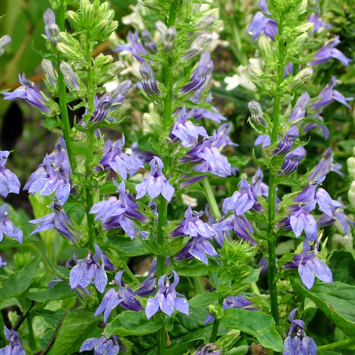 Image officielle de Grande Lobélie Bleue, Lobelia siphilitica, associée au petit sachet de semences.