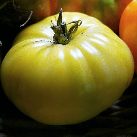 Tomato 'Great White' organic
