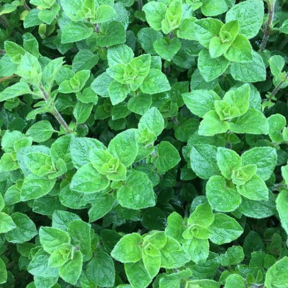 Vue rapprochée d’un feuillage vert dense, composé de petites feuilles ovales opposées sur plusieurs tiges. Les jeunes pousses au centre des bouquets sont plus claires que les feuilles développées. Des nervures marquées et une fine pilosité donnent du relief à leur surface. Aucun sachet, fleur ou instrument de mesure n’apparaît dans ce cadrage serré.