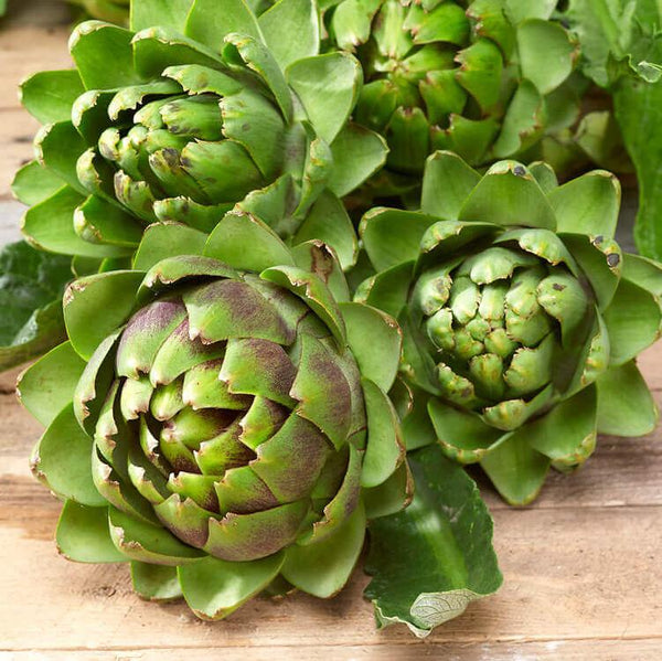 Artichoke  'Green Globe'