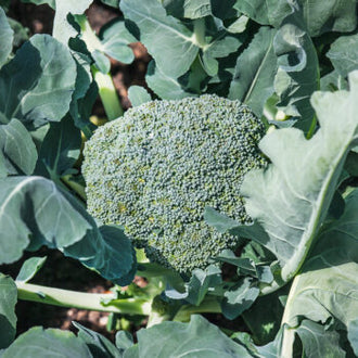 Une tête de brocoli dense vert bleuté est entourée de grandes feuilles gris-vert. Les nombreux petits boutons se regroupent en reliefs arrondis sur la surface de la tête. Des nervures claires traversent les feuilles larges qui l’encadrent. Le contraste entre les boutons serrés et les limbes plus étalés met en évidence les différentes parties du plant photographié.