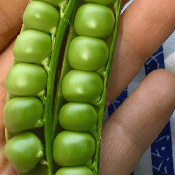 Organic 'Green Arrow' Peas Seeds by Gaia, product image prepared for Canadian gardeners.