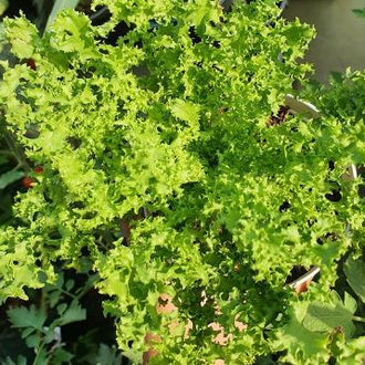 Organic Green Curled 'Ruffec' Endive Seeds by Gaia, product image prepared for Canadian gardeners.
