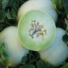 Green flesh honeydew melon