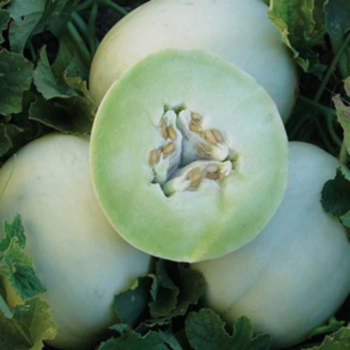 Green flesh honeydew melon