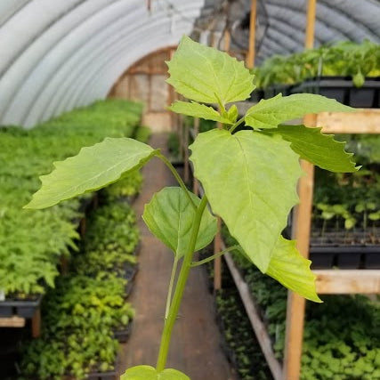 Tomatillo vert bio
