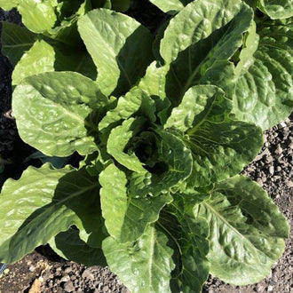 Organic 'Green Tower' Lettuce Seeds by Gaia, product image prepared for Canadian gardeners.