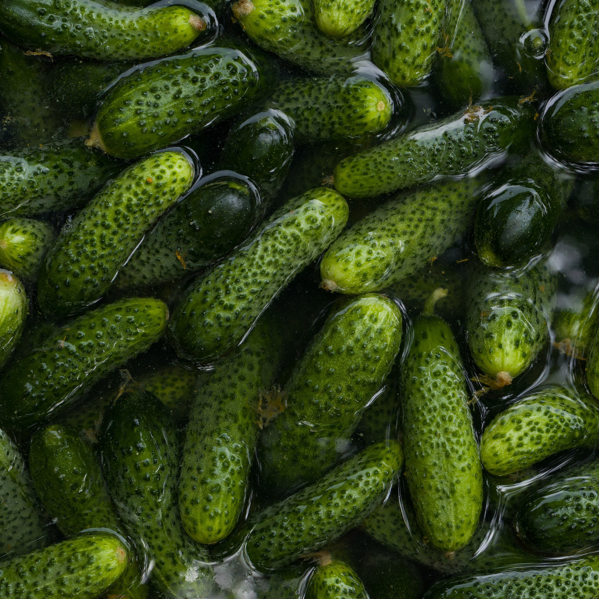 Photographie de Concombre à cornichon vert (Cucumis sativus), sélection proposée en semences W.H. Perron. Le visuel présente l’apparence de la plante ou de sa récolte et permet d’en observer les formes et les couleurs. Cette vue illustre les caractéristiques visibles de la sélection, dans une présentation destinée à accompagner son identification et à montrer son intérêt au jardin.