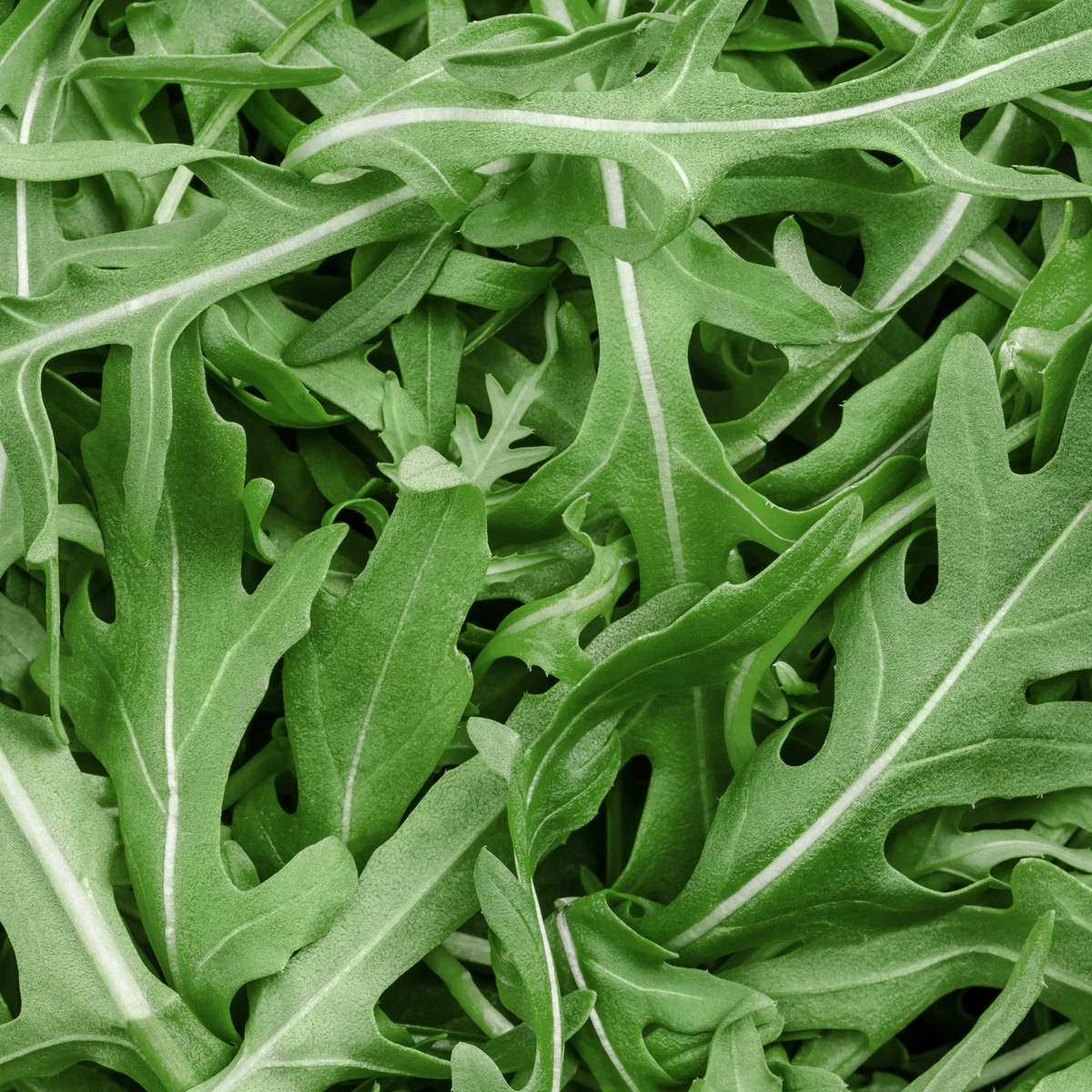 Roquette