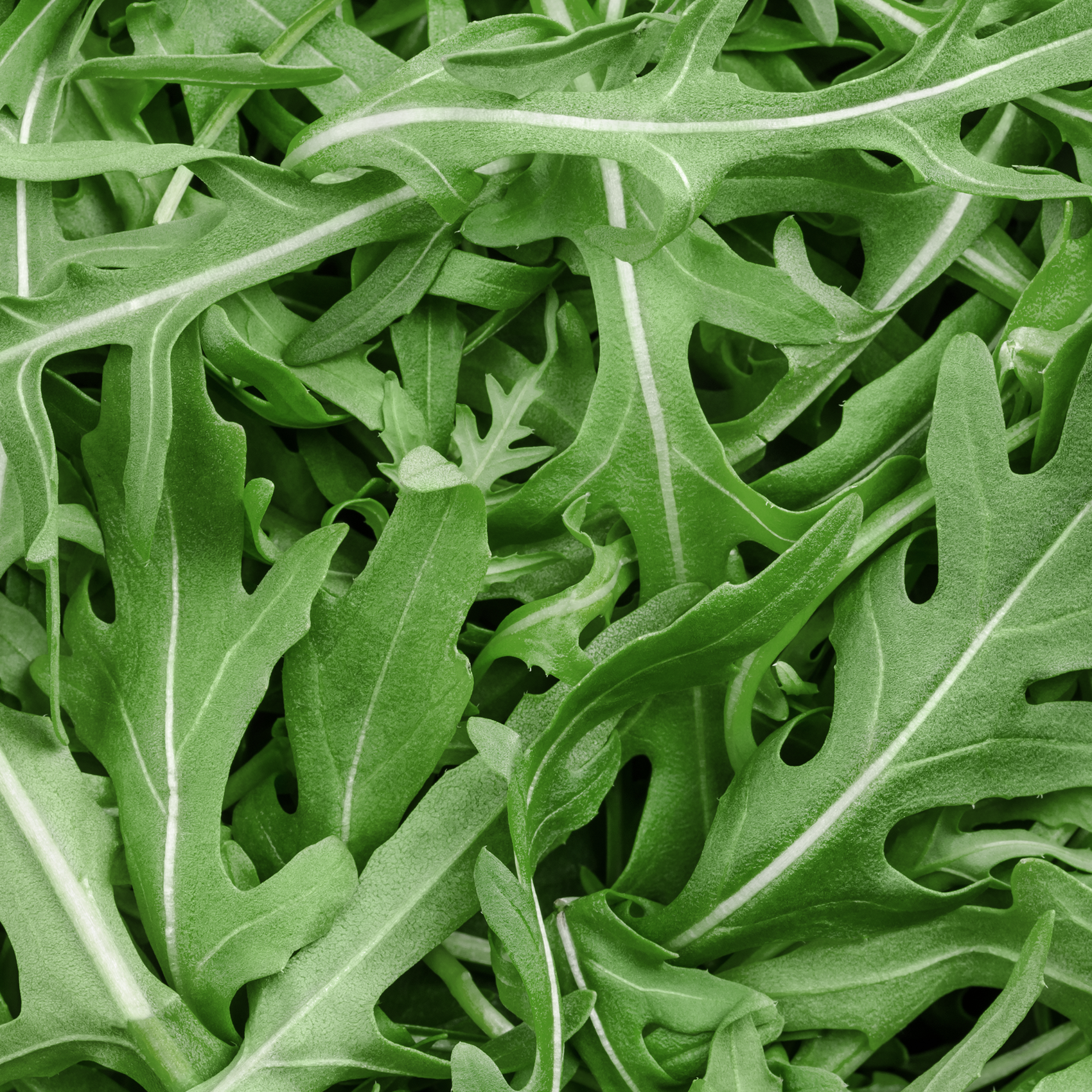 Roquette