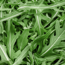 Roquette