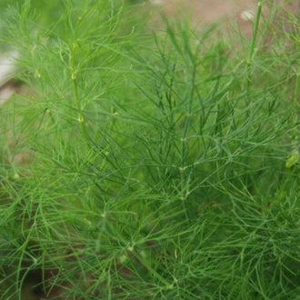 Organic 'Greensleeves' Dill Seeds by Gaia, product image prepared for Canadian gardeners.