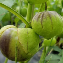 Tomatillo Mix Organic