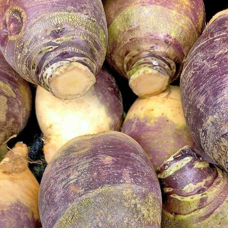 Rutabaga ‘Joan’ (Brassica napus var. rapifera)