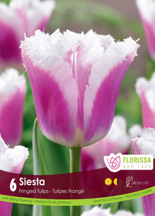 Siesta Tulip