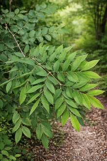 Gymnocladus dioicus