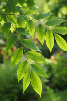 Gymnocladus dioicus 'Espresso'