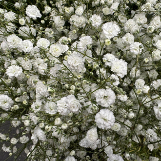 Une multitude de petites fleurs blanches se répartit sur des tiges vertes très ramifiées. Les pétales serrés forment des rosettes arrondies, accompagnées de nombreux boutons pâles encore fermés. Les branches se croisent et occupent presque toute la surface de l’image. Quelques feuilles étroites et des zones vert sombre apparaissent dans les ouvertures entre les fleurs.