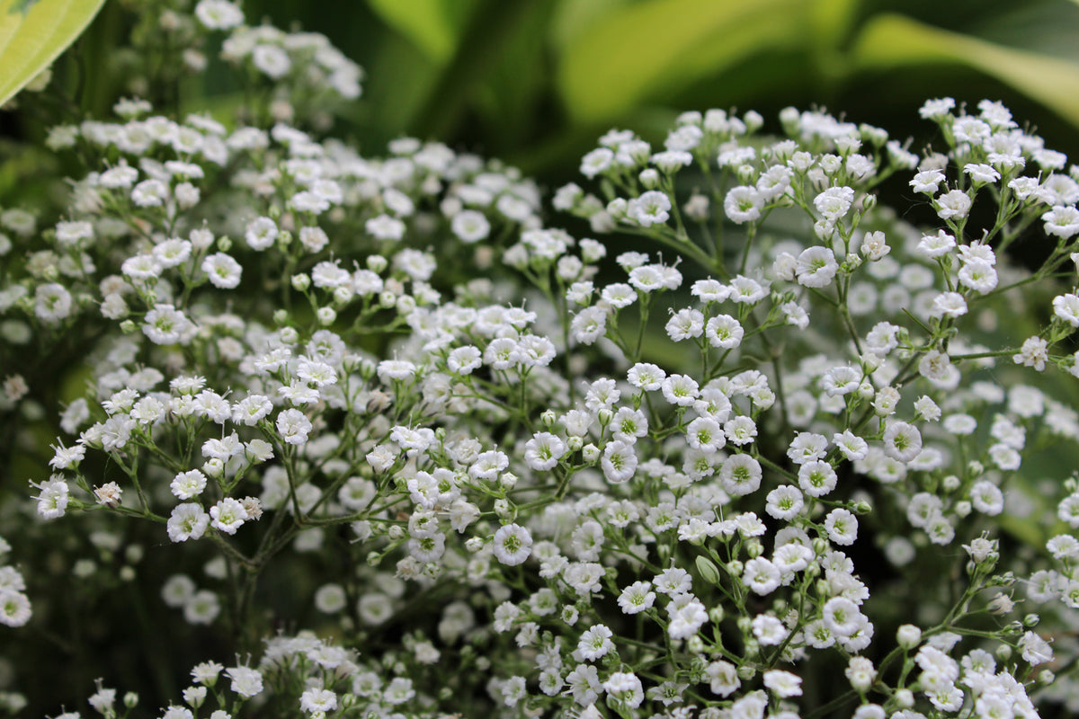 Gypsophile ‘Summer Sparkles’ — Gypsophila
