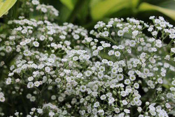 Gypsophila 'Summer Sparkles'