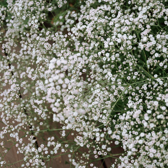 Une multitude de petites fleurs blanches se répartit sur un réseau de tiges très fines. Les corolles rondes montrent de minuscules centres plus sombres au milieu de leurs pétales clairs. Les branches se croisent et forment une masse légère dans tout le cadre. Des zones vertes et brunes apparaissent entre les groupes fleuris, dans un fond partiellement flou.