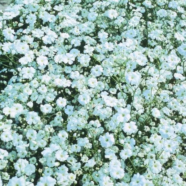 Photo de Gypsophile Covent Garden White. La couleur caractéristique est : blanc. Le visuel permet d'observer les contours, les teintes et la disposition des éléments présentés. Les détails de forme et les contrastes donnent un aperçu de l'apparence de cette plante ou de sa récolte. Cette photographie accompagne la variété nommée afin de l'identifier dans la sélection de semences.