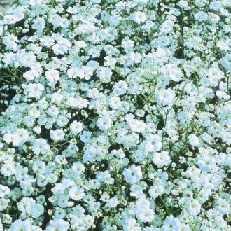 Photo de Gypsophile 'Covent Garden White'. La couleur caractéristique est : blanc. Le visuel permet d'observer les contours, les teintes et la disposition des éléments présentés. Les détails de forme et les contrastes donnent un aperçu de l'apparence de cette plante ou de sa récolte. Cette photographie accompagne la variété nommée afin de l'identifier dans la sélection de semences.