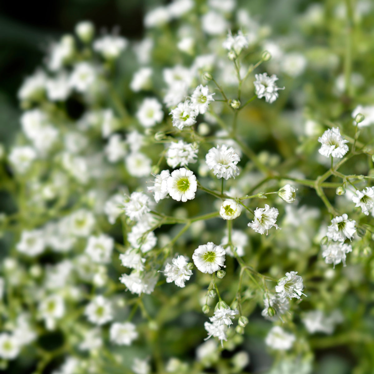 Photo de Gypsophile 'Snowflake White'. La Gypsophile 'Snowflake White' est une vivace élégante qui produit une multitude de petites fleurs blanches, dont 50 % sont doubles. Idéale pour les bouquets de fleurs coupées ou séchées, cette plante est également parfaite pour ajouter une touche aérienne et raffinée à vos plates-bandes.