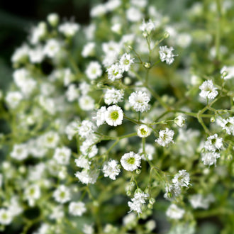 Gypsophile 'Snowflake'. La Gypsophile 'Snowflake' est une vivace élégante qui produit une multitude de petites fleurs blanches, dont 50 % sont doubles. Idéale pour les bouquets de fleurs coupées ou séchées, cette plante est également parfaite pour ajouter une touche aérienne et raffinée à vos plates-bandes. Sa floraison dense et légère crée un effet nuageux qui illumine les jardins tout l'été.