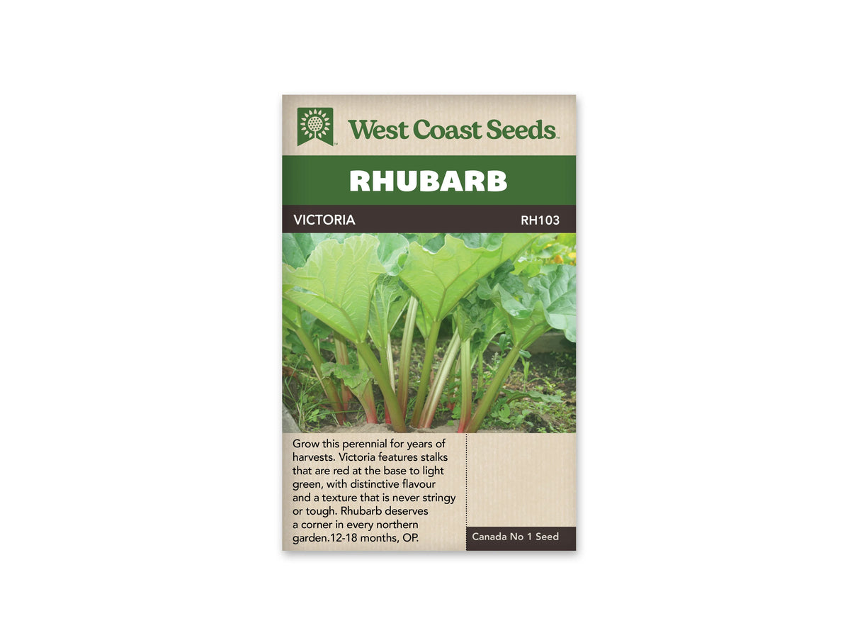 Sachet West Coast Seeds Victoria montrant une touffe de rhubarbe au jardin. De grands pétioles verts, teintés de rouge près du sol, portent des feuilles larges aux nervures claires. Les feuilles se déploient au-dessus de la terre. Le nom Victoria figure dans le bandeau brun sous le titre blanc sur fond vert.