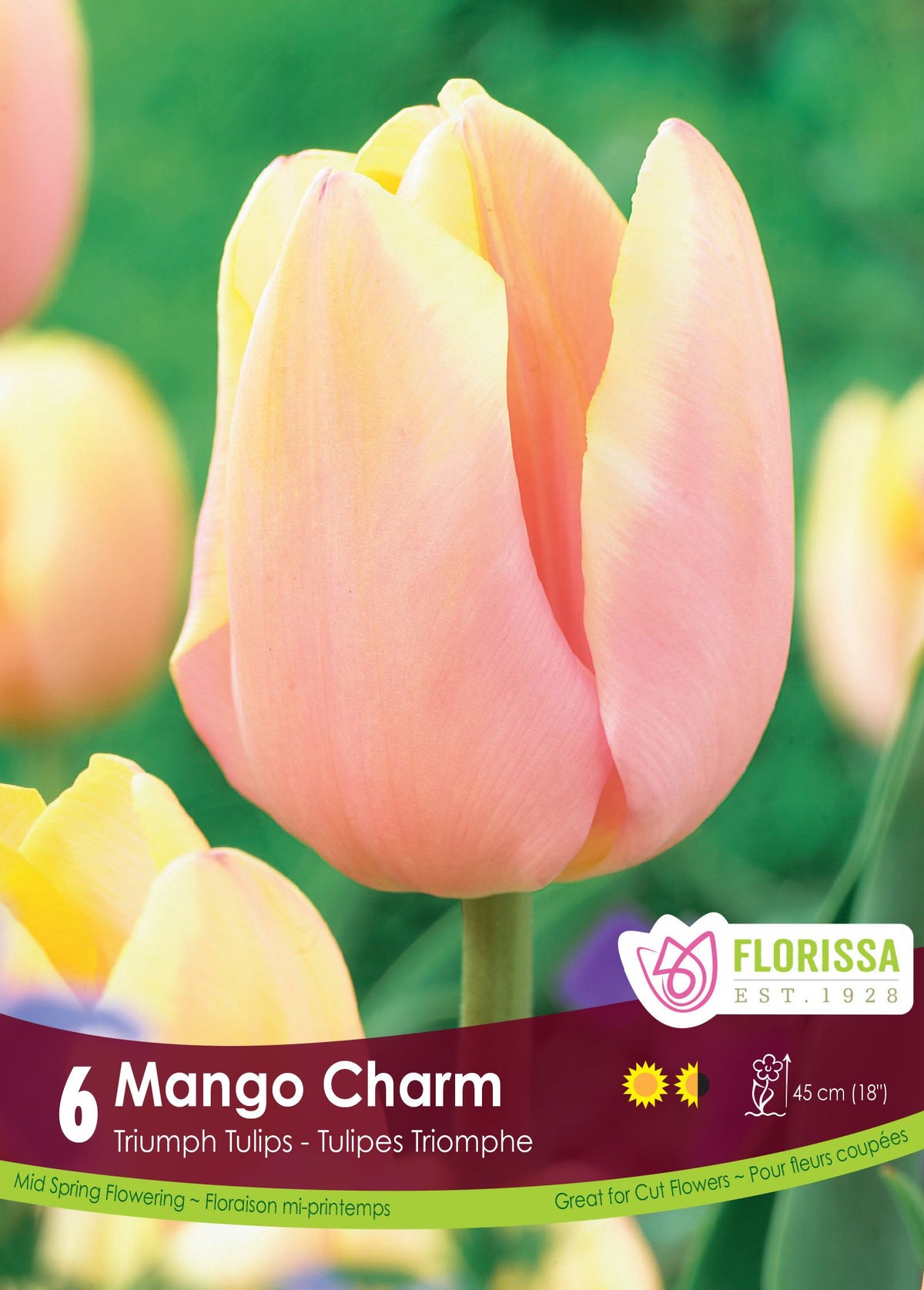 Tulipe Mango Charm ( Tulipa ) : une tulipe rose pêche bordée de jaune crème. Le visuel Florissa présente la plante et son nom dans la partie inférieure de l’étiquette. La photographie occupe presque toute la surface, tandis que le bandeau du bas rassemble les indications du produit. Cette vue permet de reconnaître son apparence et de distinguer la variété présentée.