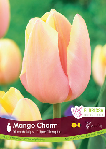  Mango Charm Tulip