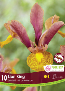 Iris hollandais (<em>Iris × hollandica</em> ‘Lion King’)