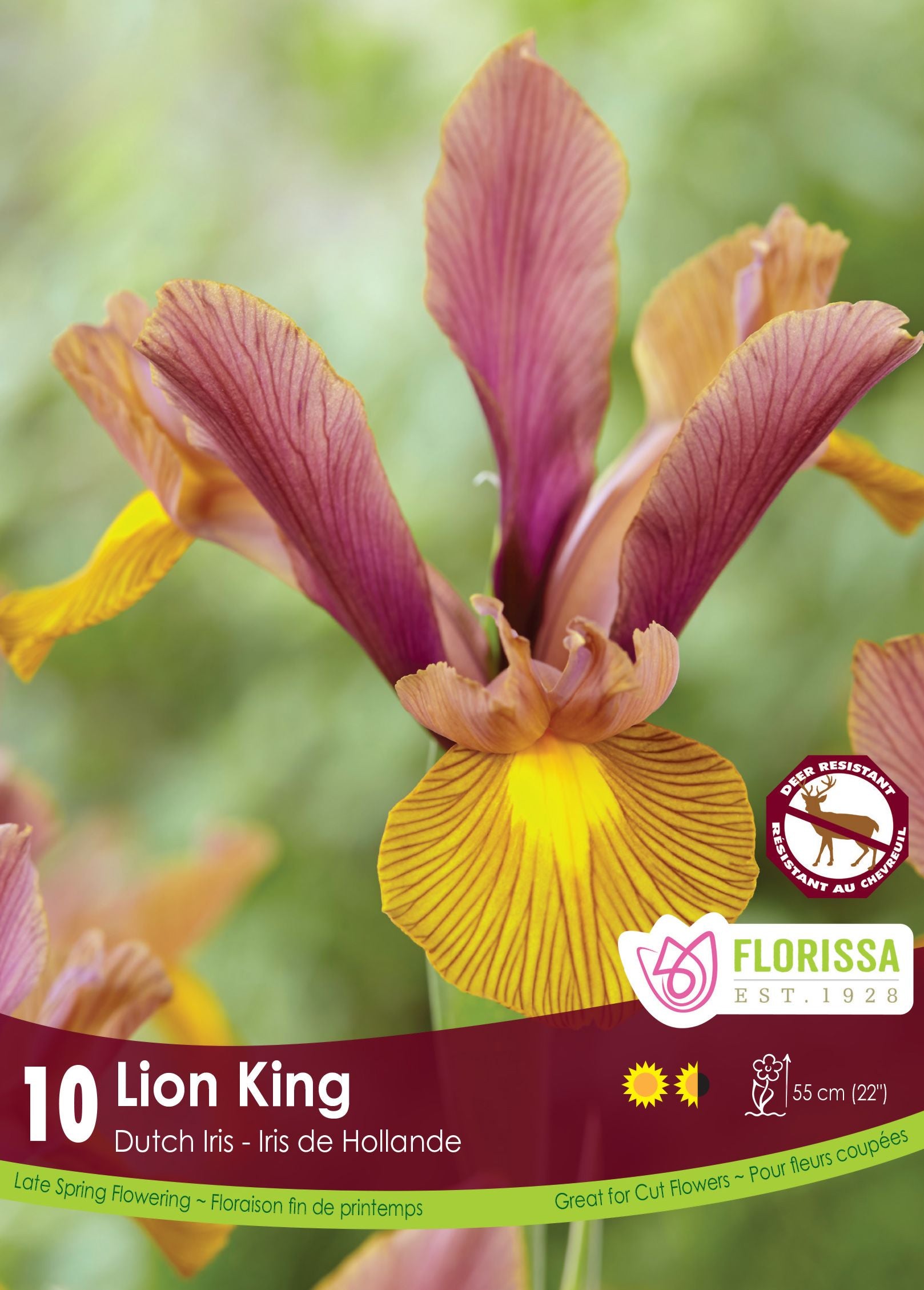 Iris hollandais (<em>Iris × hollandica</em> ‘Lion King’)