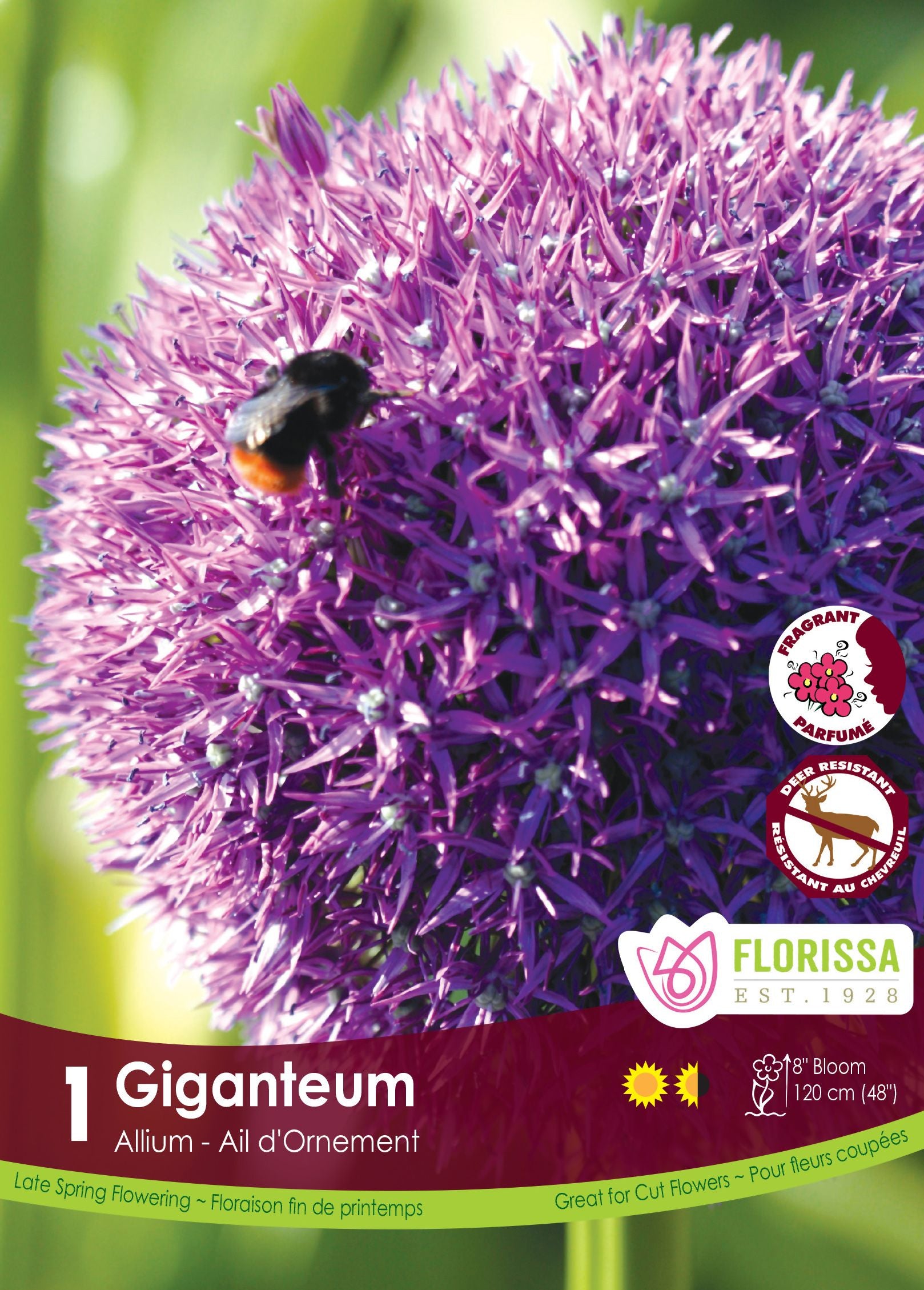 Giant ornamental onion (<em>Allium giganteum</em>)