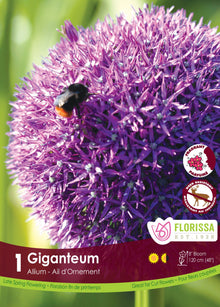 Giant ornamental onion (<em>Allium giganteum</em>)