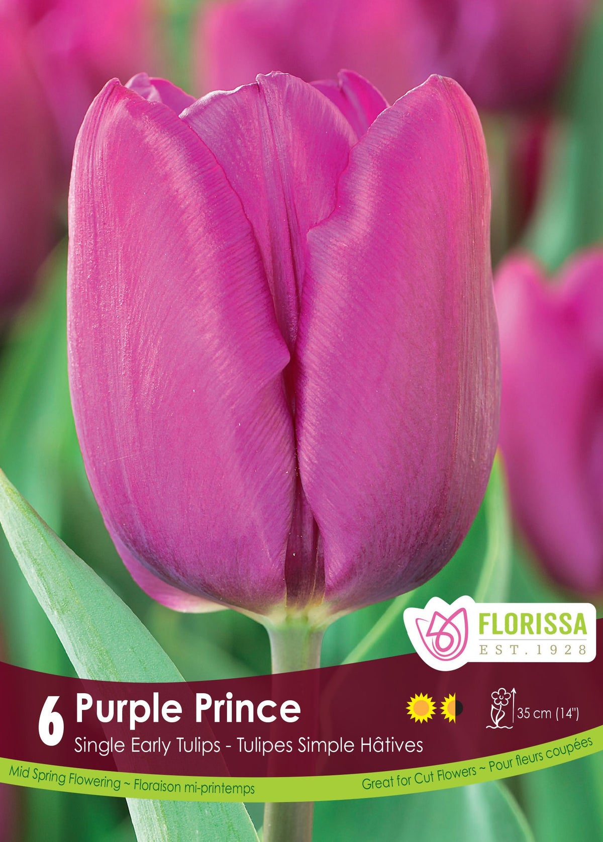 Tulipe Purple Prince ( Tulipa ) : une tulipe pourpre clair aux pétales lisses. Le visuel Florissa présente la plante et son nom dans la partie inférieure de l’étiquette. La photographie occupe presque toute la surface, tandis que le bandeau du bas rassemble les indications du produit. Cette vue permet de reconnaître son apparence et de distinguer la variété présentée.