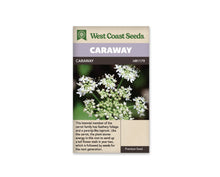 Sachet de carvi West Coast Seeds présenté de face sur fond blanc. La photographie centrale montre plusieurs ombelles de petites fleurs blanches sur des tiges vertes, avec des boutons floraux serrés entre les fleurs ouvertes. Un bandeau mauve porte le mot CARAWAY, repris sur la ligne foncée avec la référence. Le bas beige contient un texte descriptif en anglais.