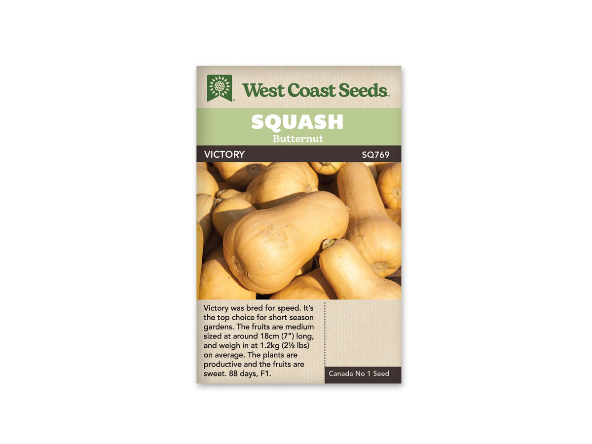 Sachet beige de semences Victory avec bandeau vert pâle et nom sur fond brun. La photographie montre un groupe de courges butternut beiges aux bases renflées et aux cols plus étroits. Un fruit couché en diagonale occupe le centre, entouré d'autres courges entières. Des marques légères sont visibles sur leur peau mate.