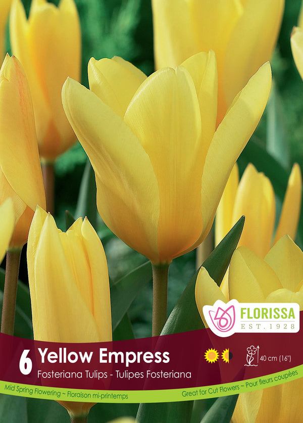 Tulipe Yellow Empress