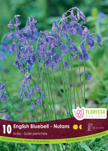 Jacinthe des bois ( Hyacinthoides non-scripta) : des grappes de clochettes bleues sur des tiges arquées. Le visuel Florissa présente la plante et son nom dans la partie inférieure de l’étiquette. La photographie occupe presque toute la surface, tandis que le bandeau du bas rassemble les indications du produit. Cette vue permet de reconnaître son apparence et de distinguer la variété présentée.