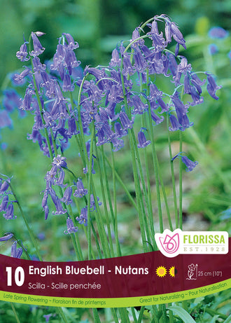 Jacinthe des bois ( Hyacinthoides non-scripta) : des grappes de clochettes bleues sur des tiges arquées. Le visuel Florissa présente la plante et son nom dans la partie inférieure de l’étiquette. La photographie occupe presque toute la surface, tandis que le bandeau du bas rassemble les indications du produit. Cette vue permet de reconnaître son apparence et de distinguer la variété présentée.