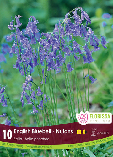 Scilla nutans