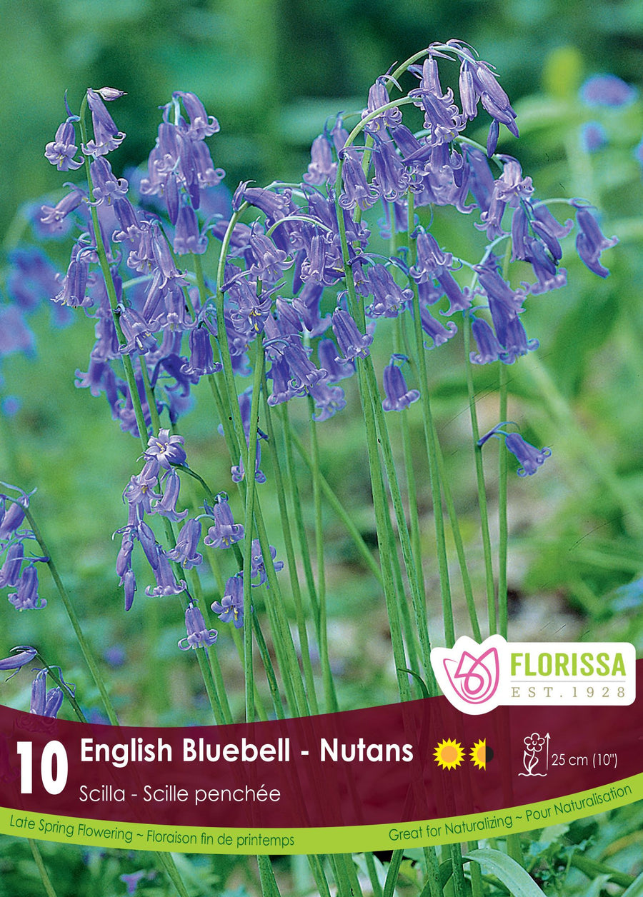 Scilla nutans