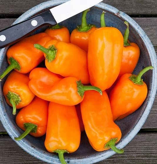 Piment fort 'HMS Orange Picnic' bio