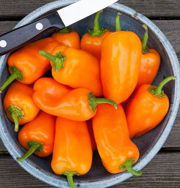 Piment fort 'HMS Orange Picnic' bio