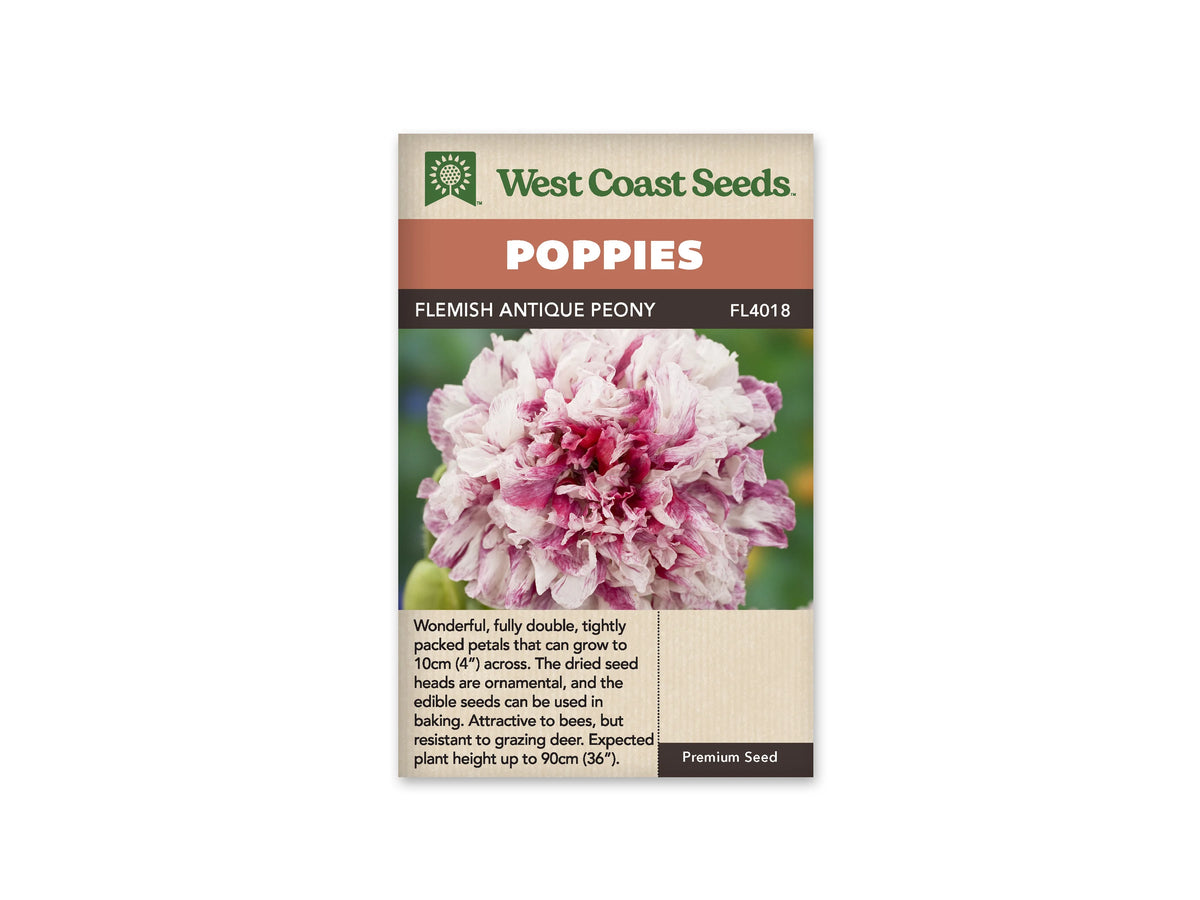 Sachet Flemish Antique Peony de West Coast Seeds sur fond blanc. La photo montre une grosse fleur très double aux pétales blancs et crème, striés de rose et de bordeaux. Des touches de vert flou entourent ce pompon dense. Le bandeau orange indique Poppies, au-dessus de la bande brune qui porte le nom et le code FL4018.
